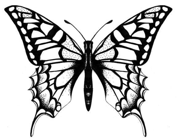 THE BUTTERFLY